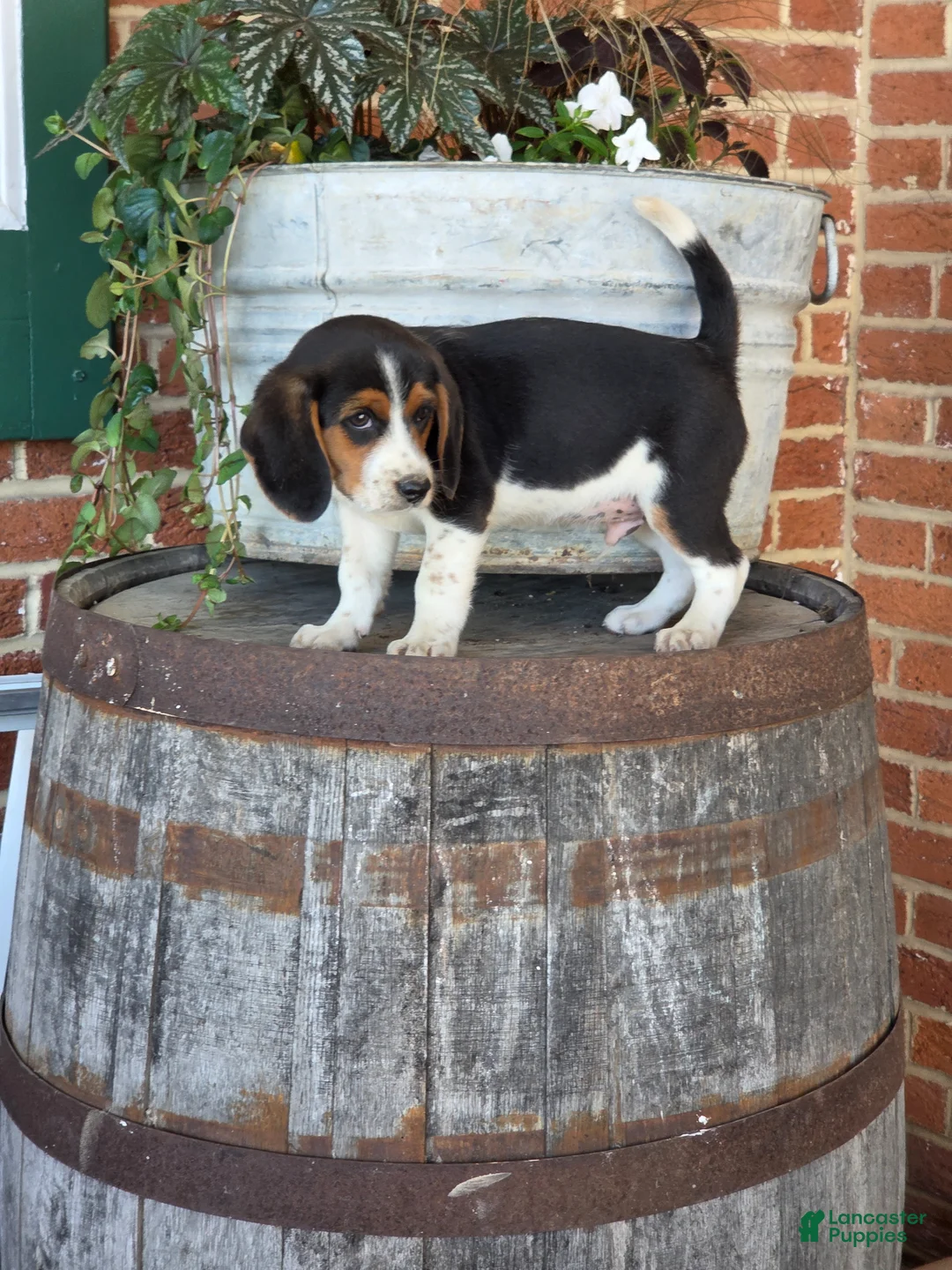 Beagle dogs for sale: Leo - Ad 1