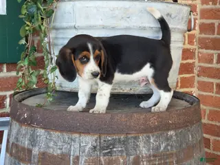 Beagle dogs Leo - Ad 22