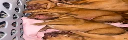 Dogue De Bordeaux dogs for sale: Dogue De Bordeaux Puppy 5 - Ad 69