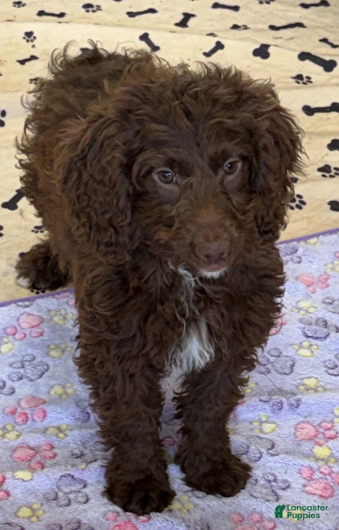 Mini Goldendoodle dogs for sale: Callie - Ad 4