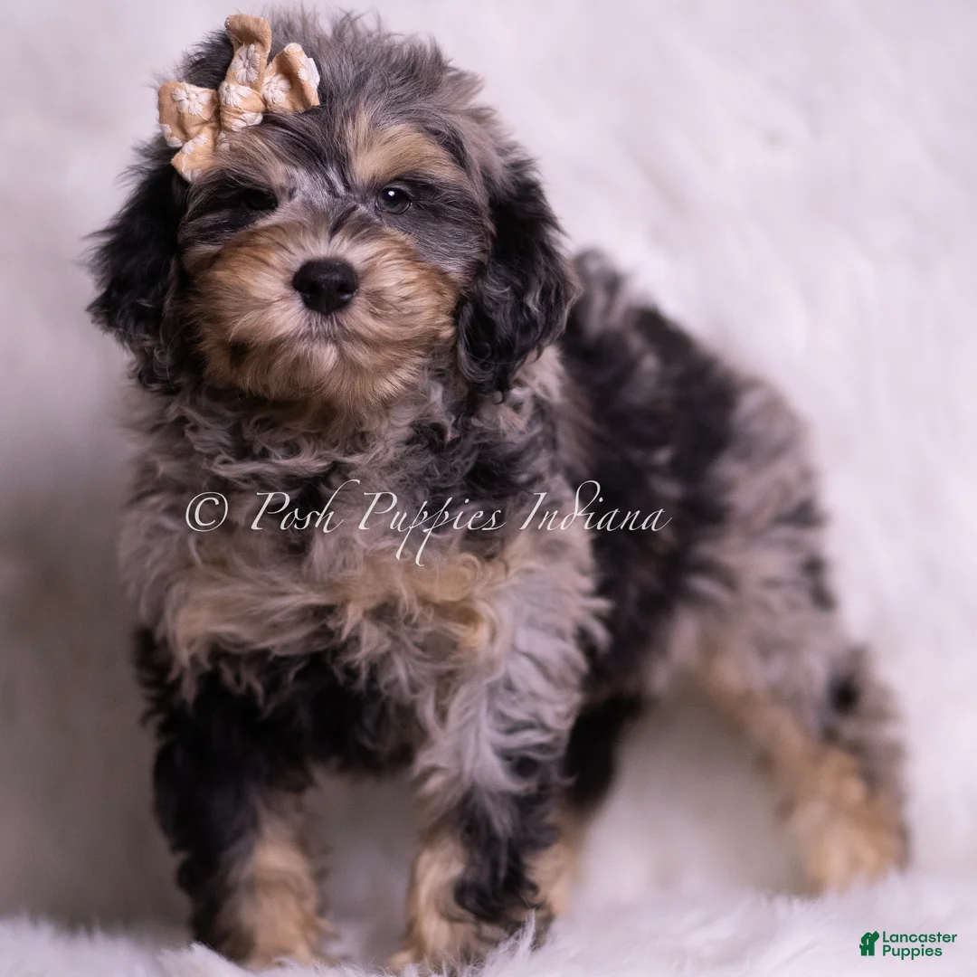 Mini Goldendoodle dogs for sale: Marco - Ad 2