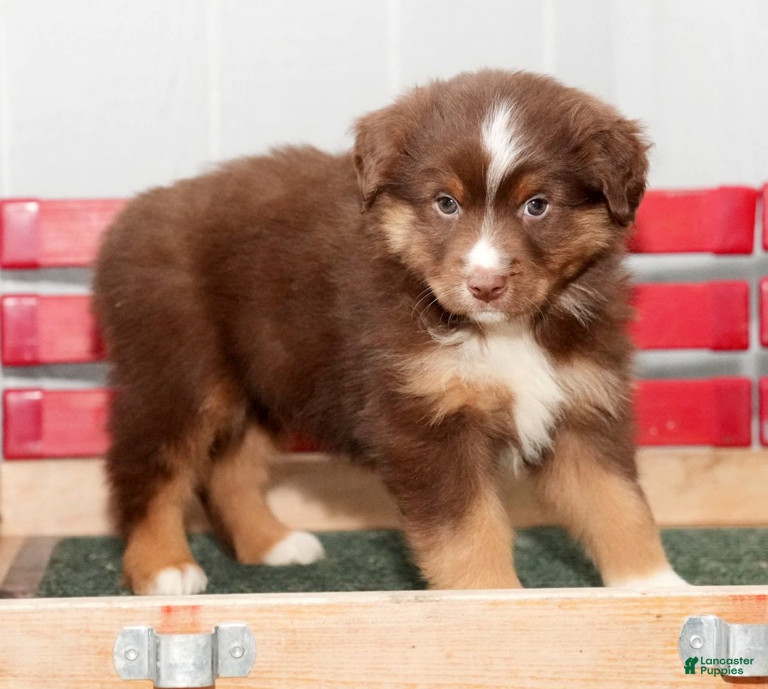 Miniature Australian Shepherd dogs for sale: Domino - Ad 5