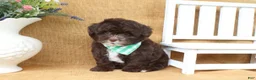 Yorkiepoo dogs for sale: Lucas - Ad 3