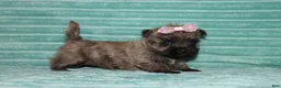 Cairn Terrier dogs for sale: Chloe - Ad 4
