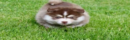 Pomsky dogs for sale: Daisy - Ad 6