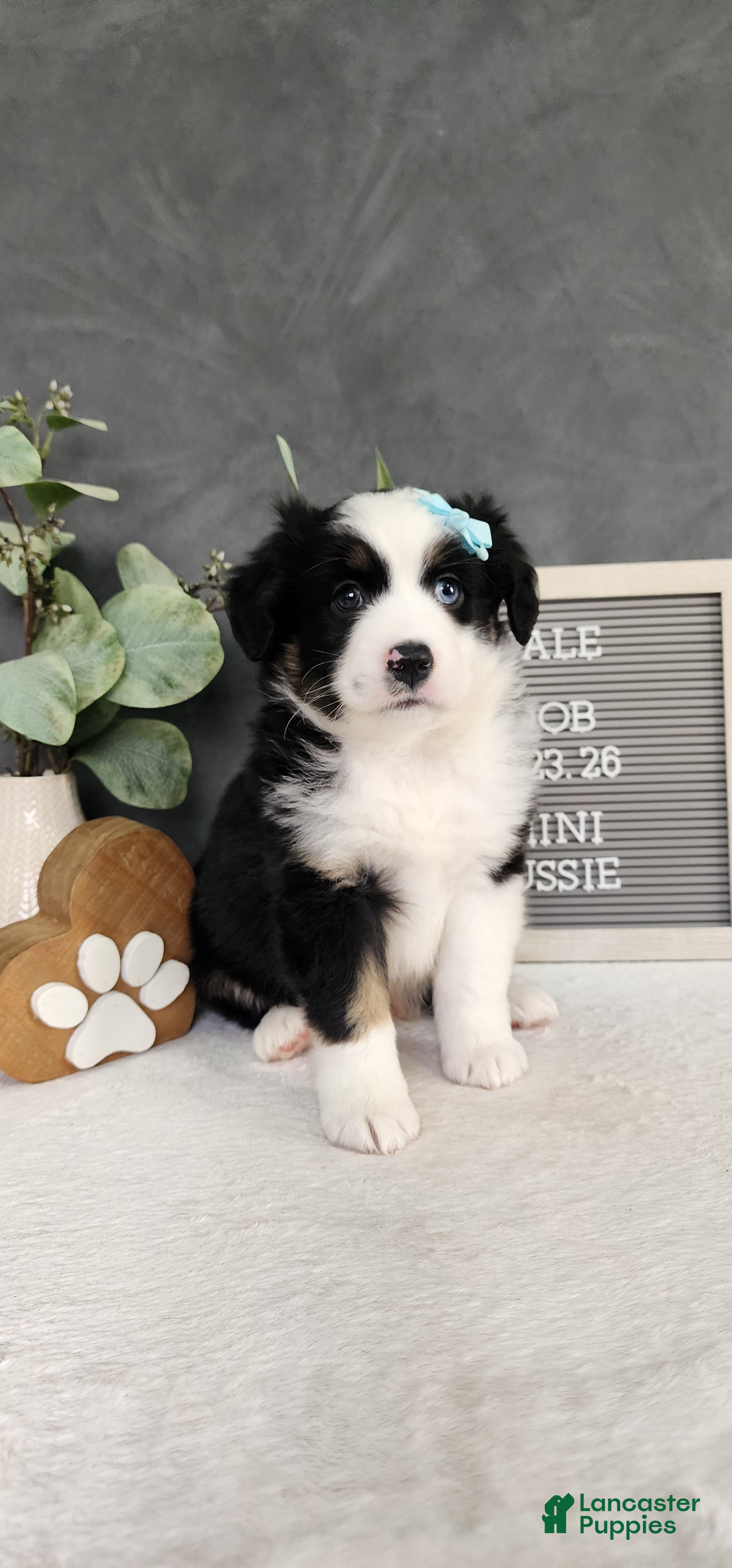 Miniature Australian Shepherd dogs Oliver  - Ad 2