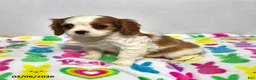 Cavalier King Charles Spaniel dogs for sale: Lilly - Ad 1