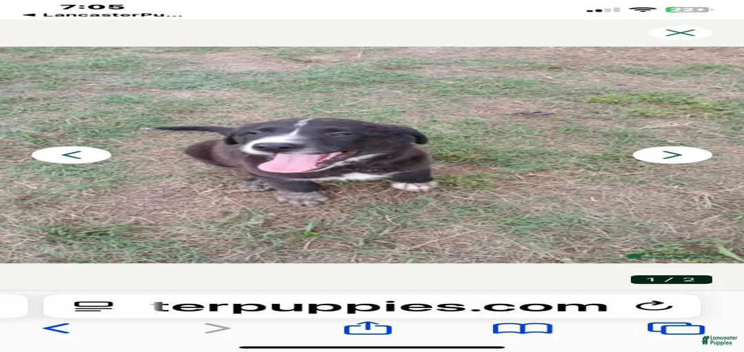 Gallery Image {{count}}