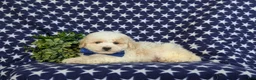 Bichpoo dogs for sale: Zachary - Ad 4