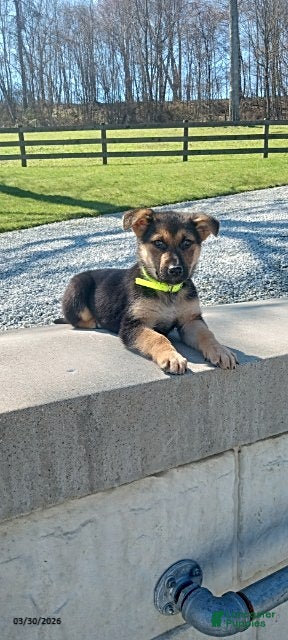 German Shepherd dogs Sandy - Ad 1