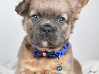 French Bulldog dogs Bobby - Ad 23