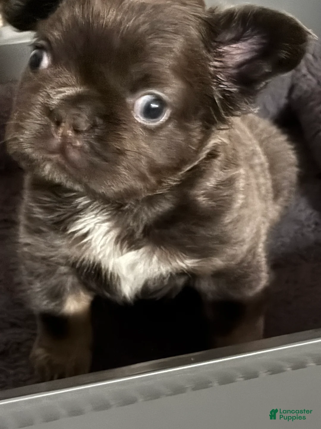 French Bulldog dogs for sale: Peppa - Ad 9