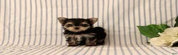 Morkie dogs for sale: Balinda - Ad 1