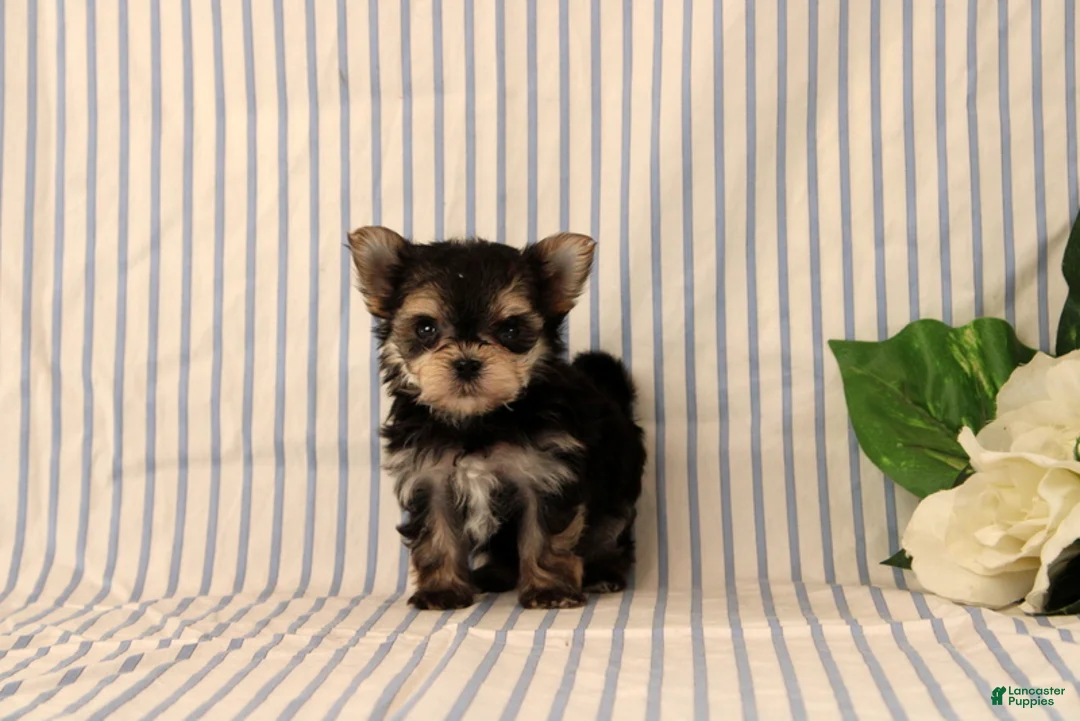 Morkie dogs for sale: Balinda - Ad 1