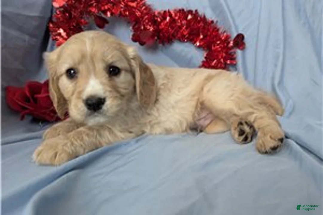 Mixed Breed dogs for sale: Cooper - Ad 4