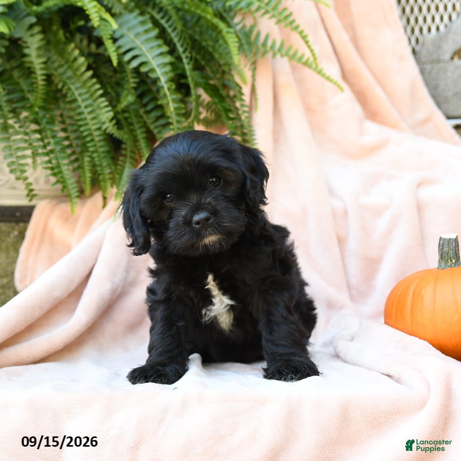 Cavachon dogs Fern  - Ad 1