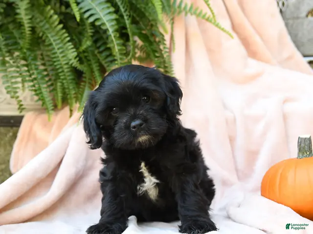 Cavachon dogs for sale: Fern - Ad 1
