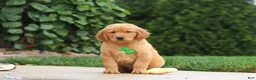 Golden Retriever dogs for sale: Moose — Your New Golden Best Friend! 🐾 - Ad 4
