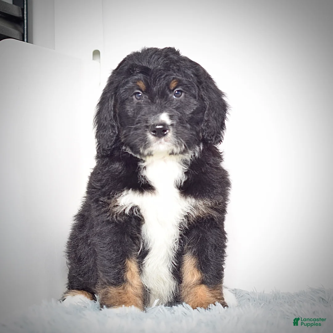 Bernedoodle dogs for sale: Mr.  Virgil - Ad 1