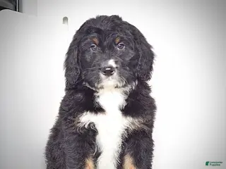 Bernedoodle dogs Mr. Virgil - Ad 12