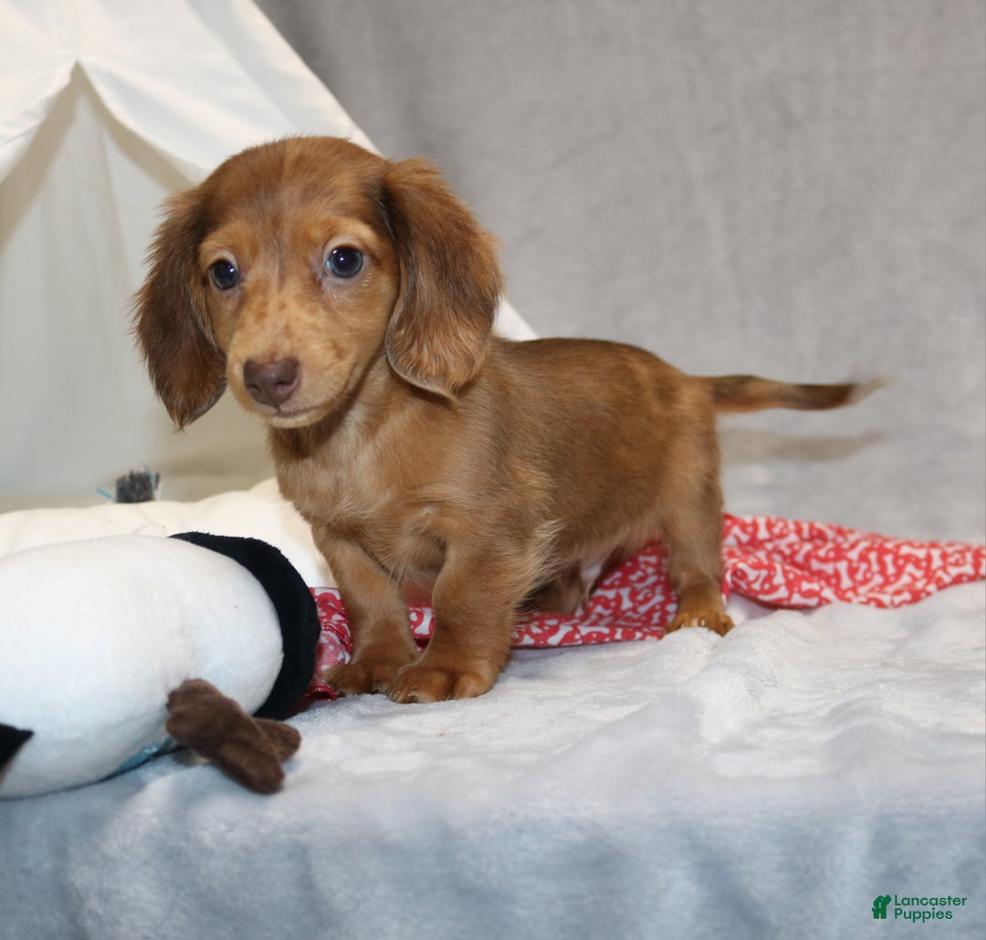 Miniature Dachshund dogs for sale: Archie  - Ad 10