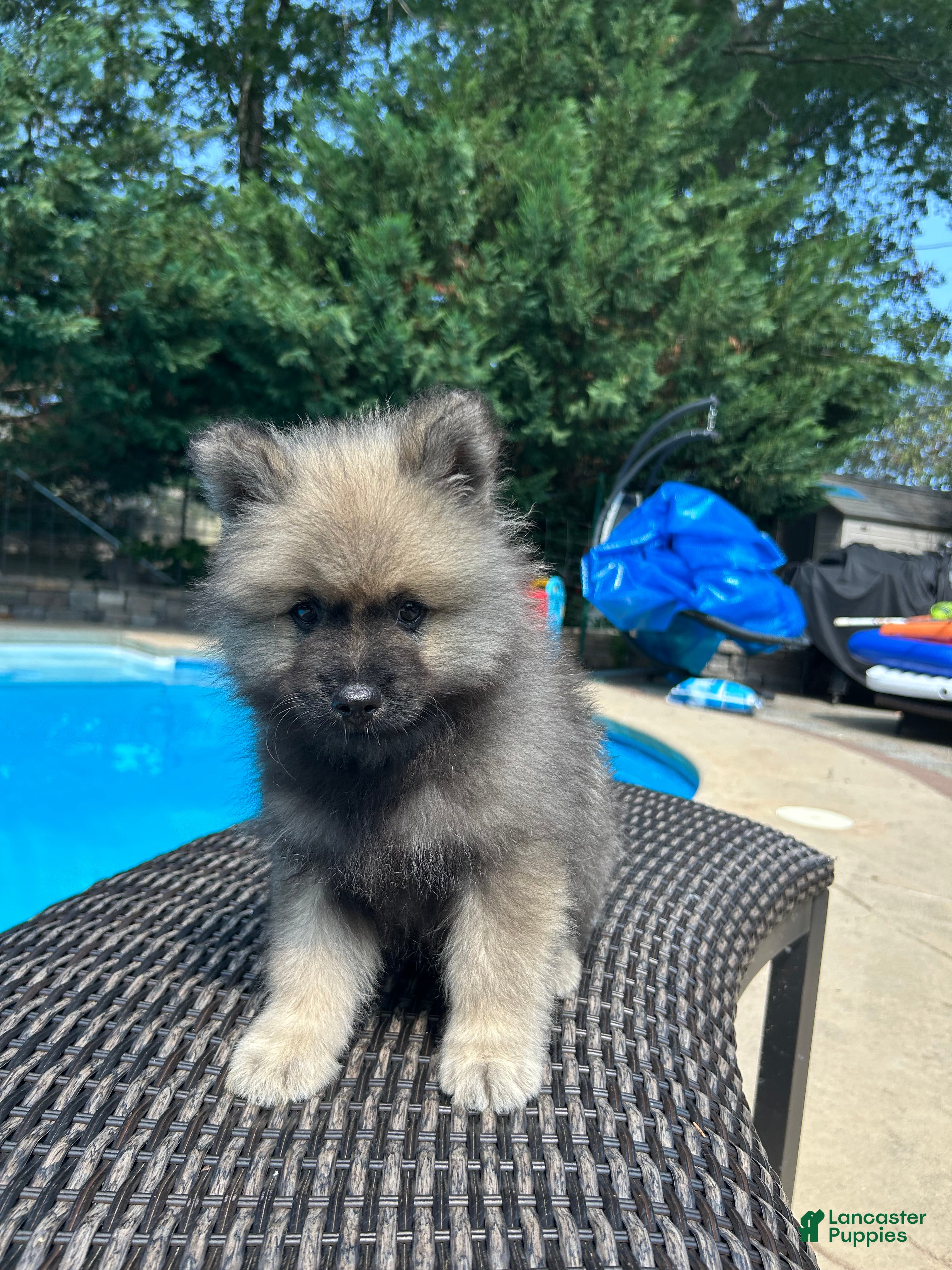 Keeshond dogs Rocky - Ad 3