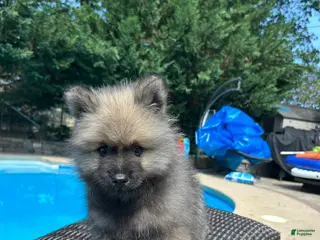 Keeshond dogs Rocky - Ad 3