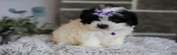 Maltipoo dogs for sale: Gwen - Ad 21