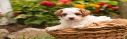 Miniature Poodle dogs for sale: Zephyr - Ad 4