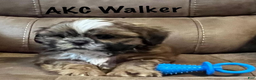Shih Tzu dogs for sale: AKC Walker - Ad 2
