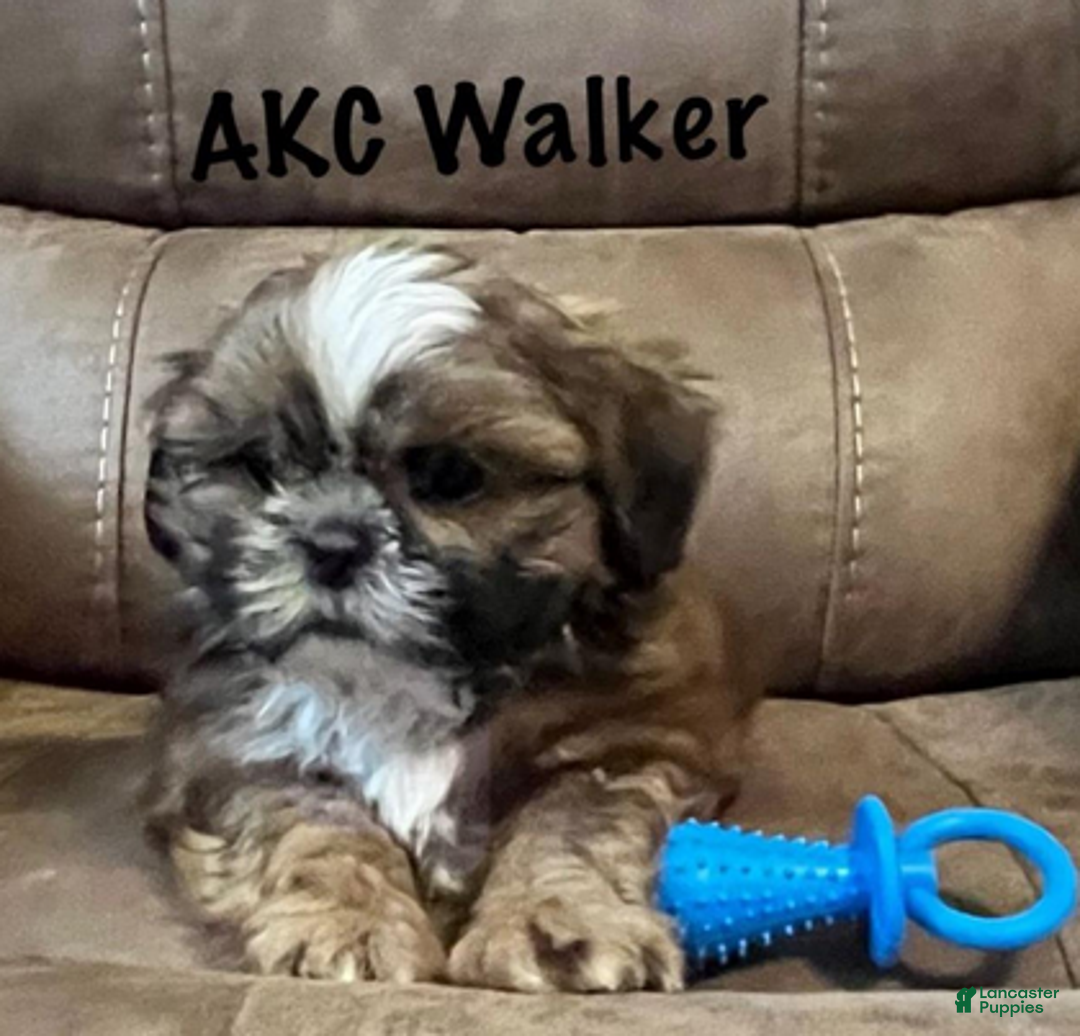 Shih Tzu dogs for sale: AKC Walker - Ad 2
