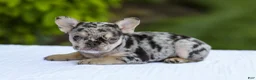 French Bulldog dogs for sale: Joy - Ad 6