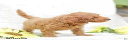 Mini Goldendoodle dogs for sale: Levi - Ad 9