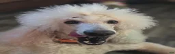 Standard Poodle dogs for sale: Achilles - Ad 8