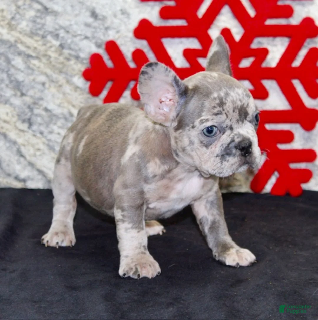French Bulldog dogs for sale: Toby - Ad 5
