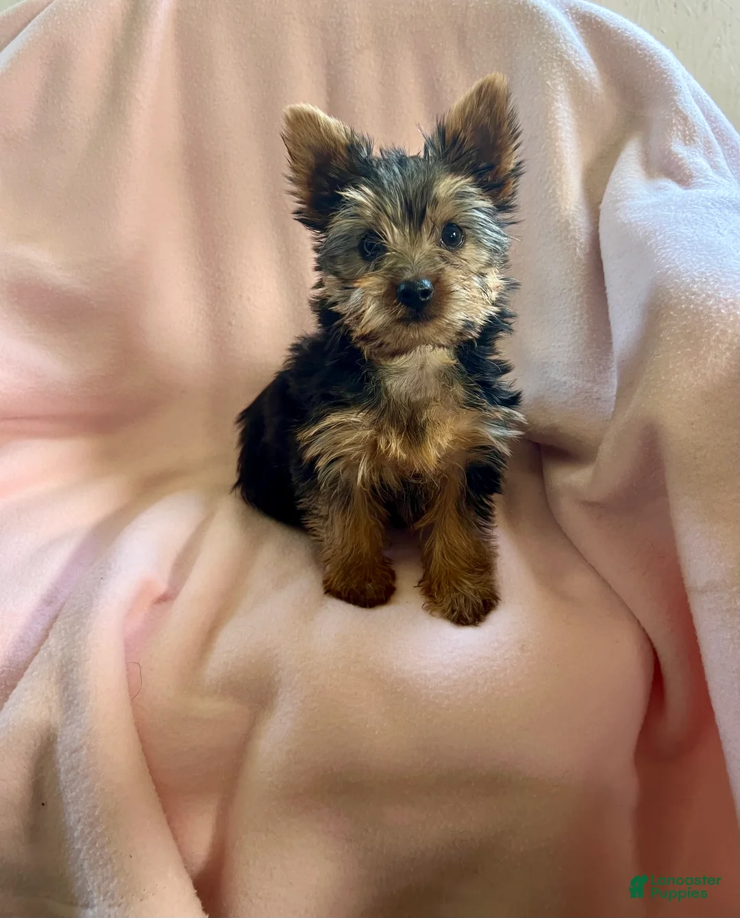 Yorkshire Terrier dogs for sale: Daisy May - Ad 2