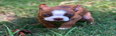 Boston Terrier Puppy 1