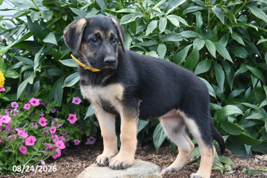 German Shepherd dogs Betty - Ad 2
