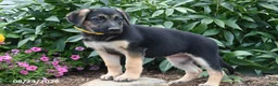German Shepherd dogs for sale: Betty - Ad 2