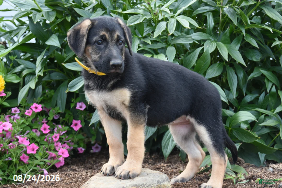 German Shepherd dogs for sale: Betty - Ad 2