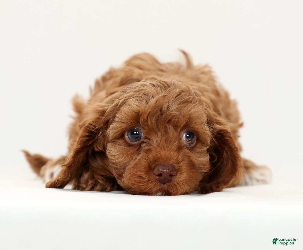 Cavapoo dogs Leo - Ad 2