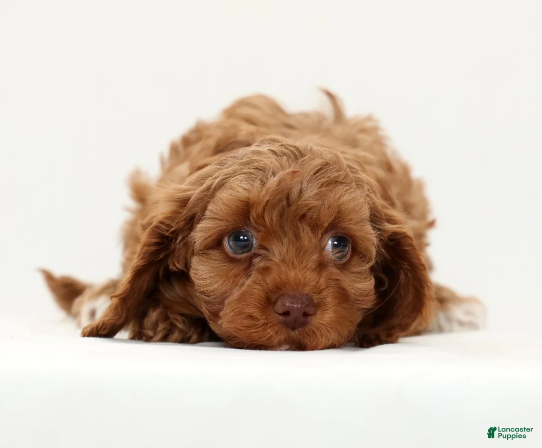 Cavapoo dogs for sale: Leo - Ad 2