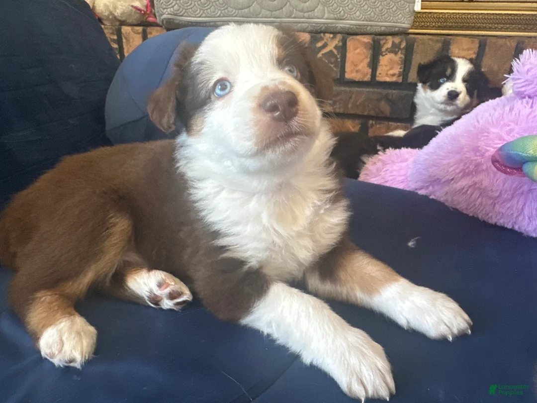 Australian Shepherd dogs for sale: Bear - Ad 3