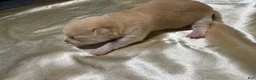 Chihuahua dogs for sale: Cream w/ spotted nose female - Ad 2
