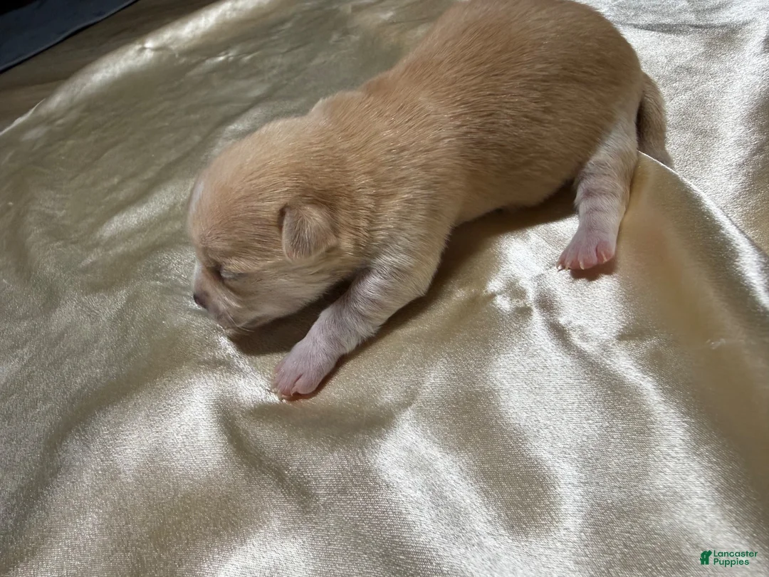 Chihuahua dogs for sale: Cream w/ spotted nose female - Ad 2