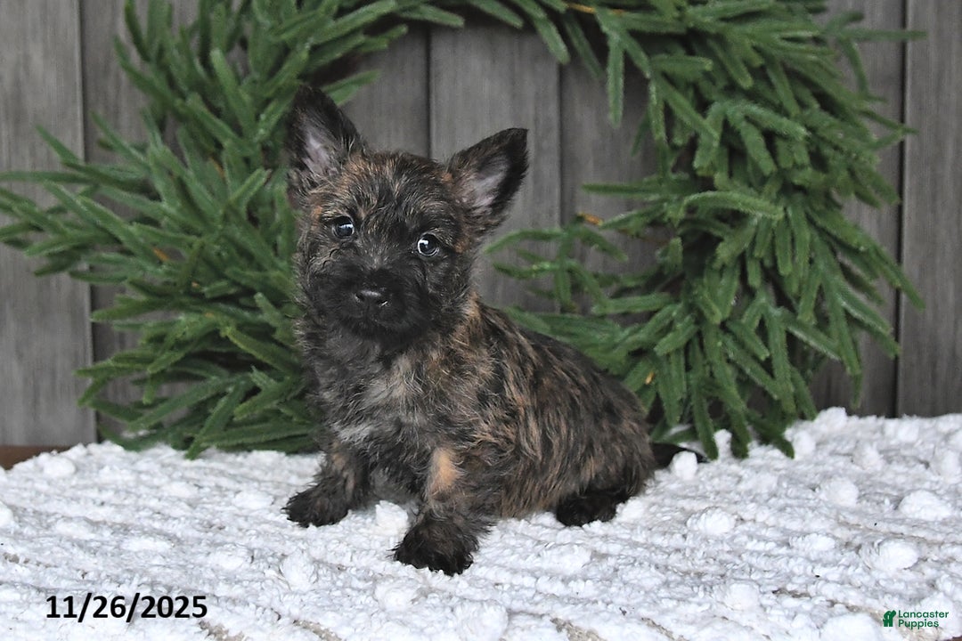 Cairn Terrier dogs for sale: Christopher - Ad 1