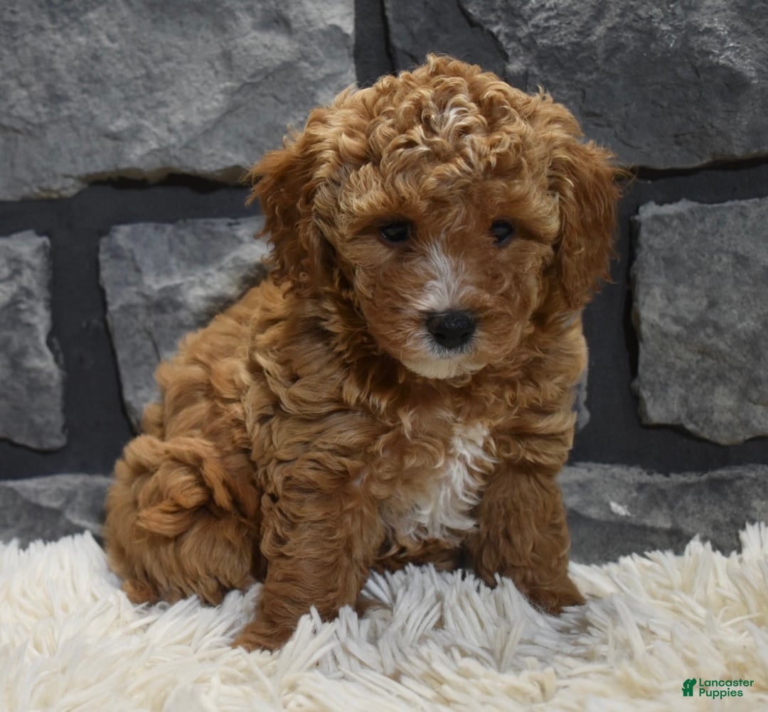 Toy Poodle dogs for sale: Carmel  - Ad 6