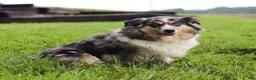 Australian Shepherd dogs for sale: Chase - Ad 7