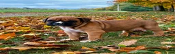 Boxer dogs for sale: Jett - Ad 8