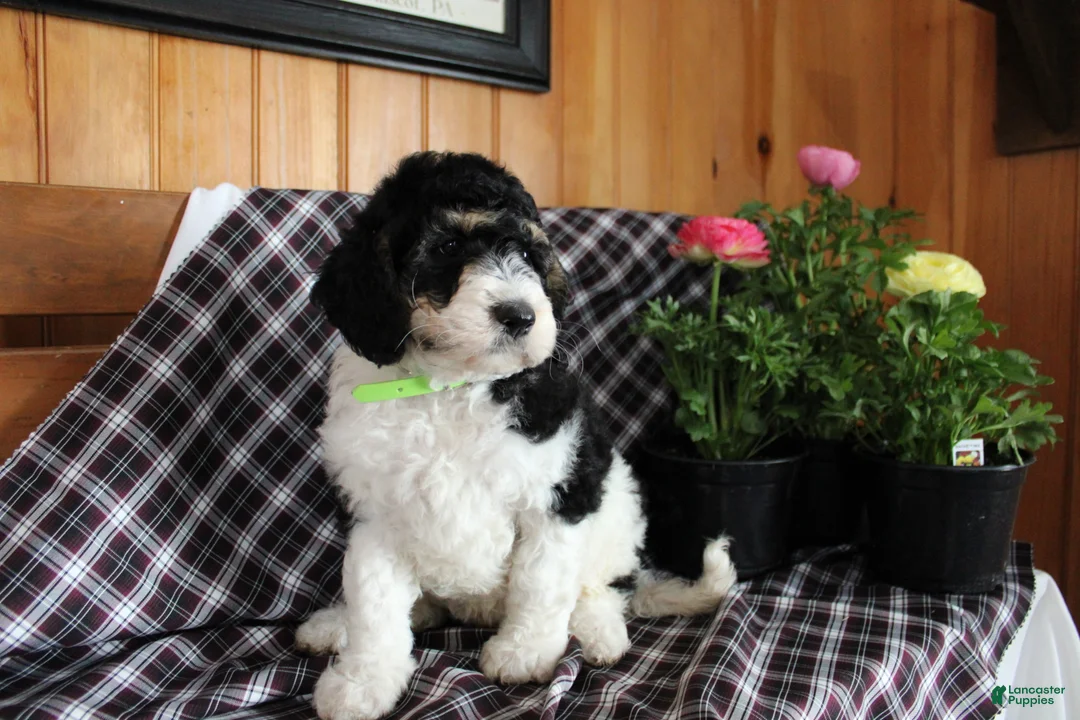 Bernedoodle dogs for sale: Chubby - Ad 2